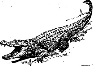 Traumdeutung-Krokodil